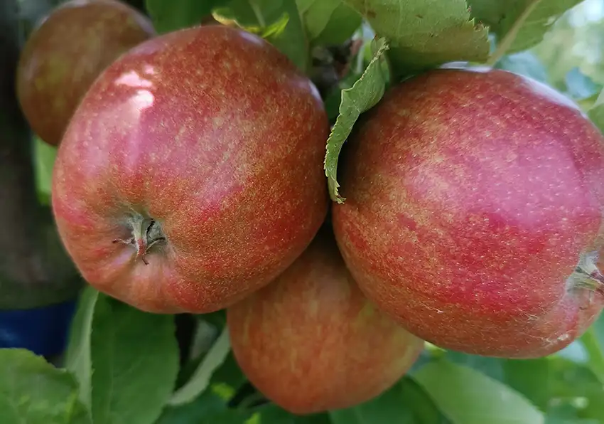 Obsthof-Hahl-Apfel-Delbarestivale-Elstar-Holsteiner-Cox-Red-Prince-Boskoop-Golden-Delicious