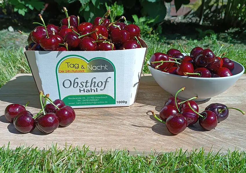 Obsthof-Hahl-Kirschen-Dachkirschen-Kordia-Regina-Osterbruch-Land-Hadeln-Cadenberge-Otterndorf